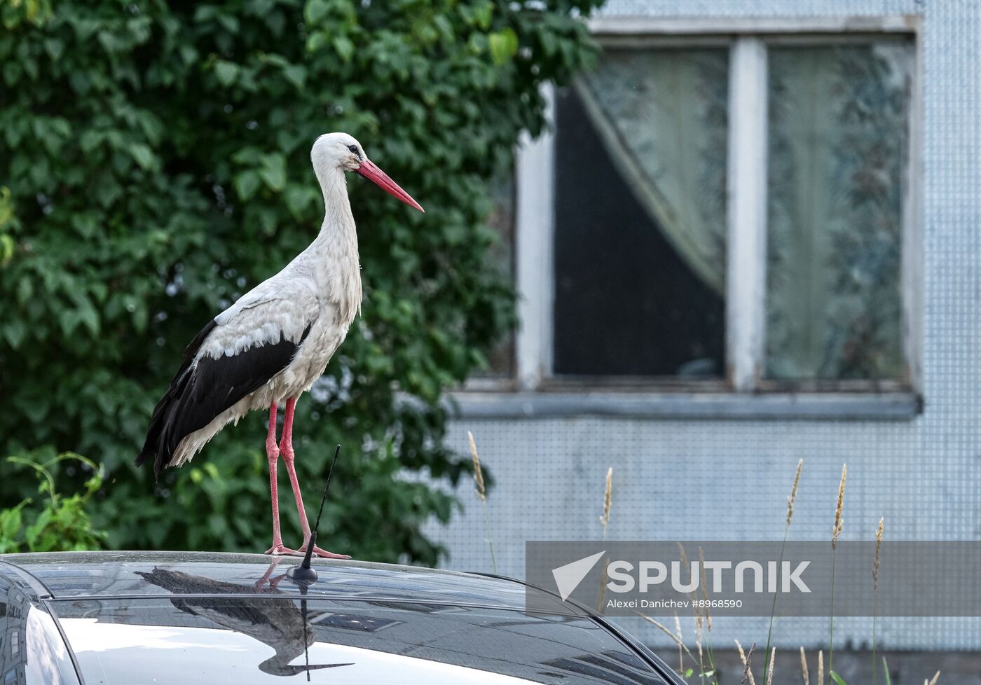 Russia Wildlife Storks