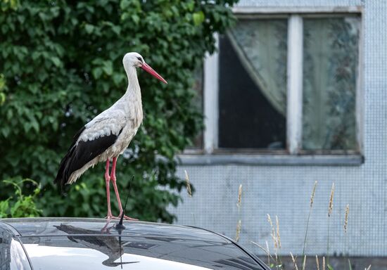 Russia Wildlife Storks