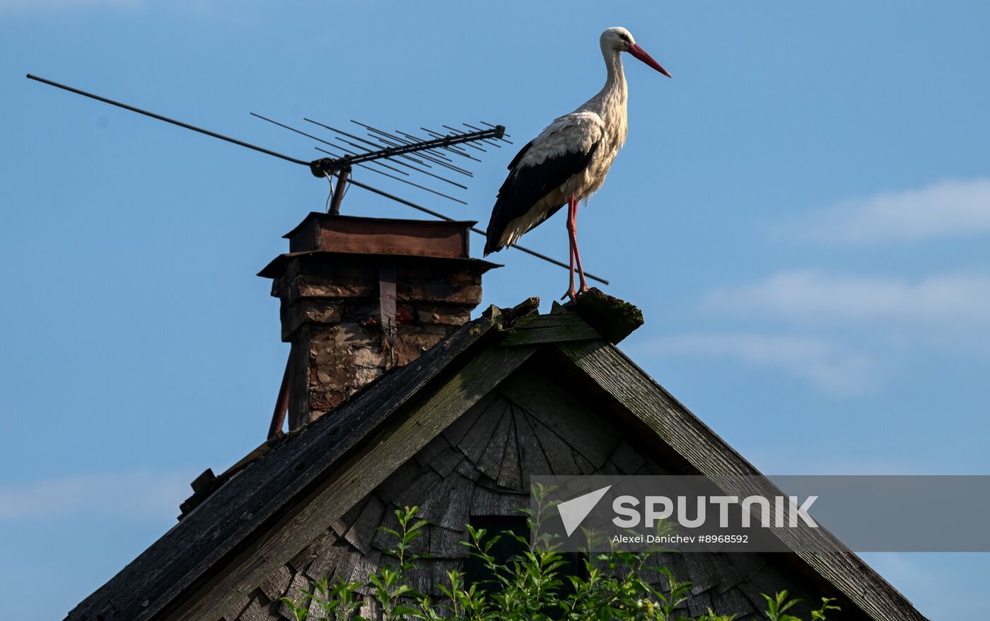 Russia Wildlife Storks