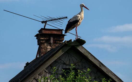 Russia Wildlife Storks