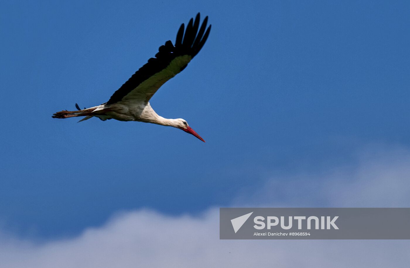 Russia Wildlife Storks