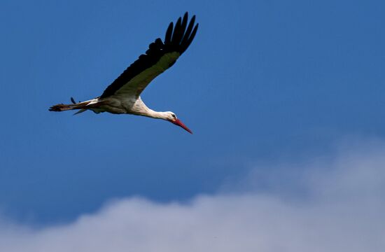 Russia Wildlife Storks