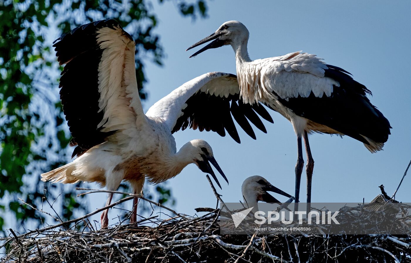 Russia Wildlife Storks