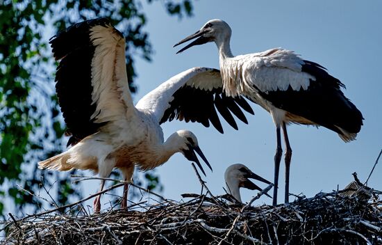 Russia Wildlife Storks