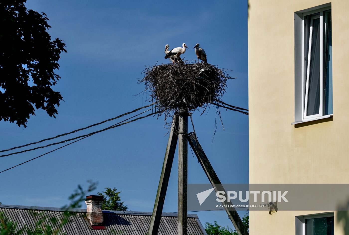 Russia Wildlife Storks
