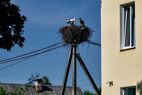 Russia Wildlife Storks