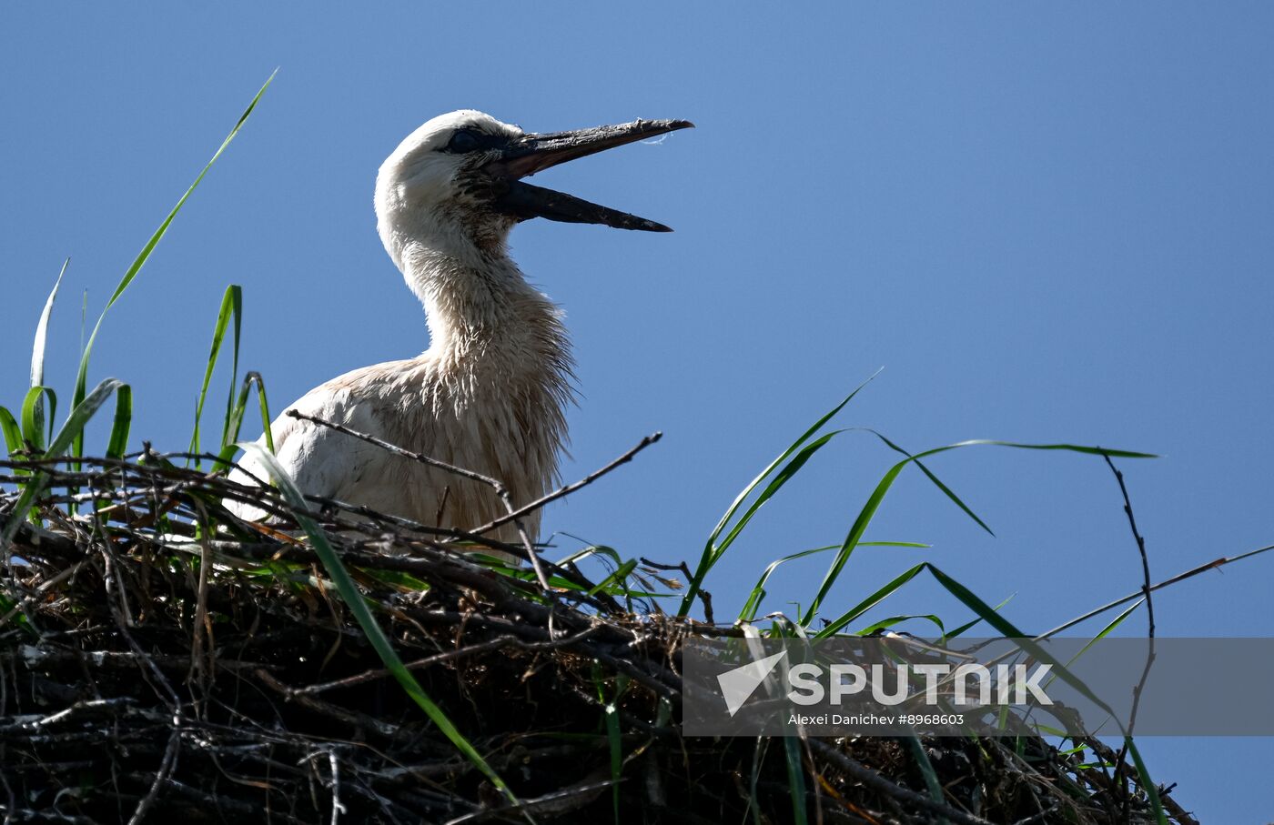 Russia Wildlife Storks