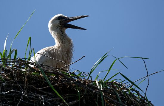Russia Wildlife Storks