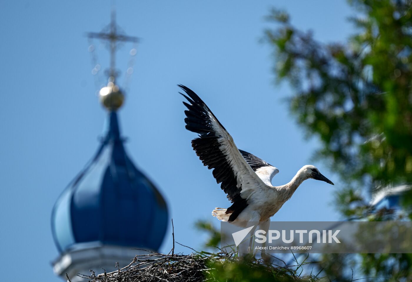 Russia Wildlife Storks