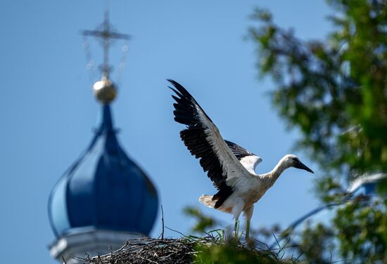 Russia Wildlife Storks