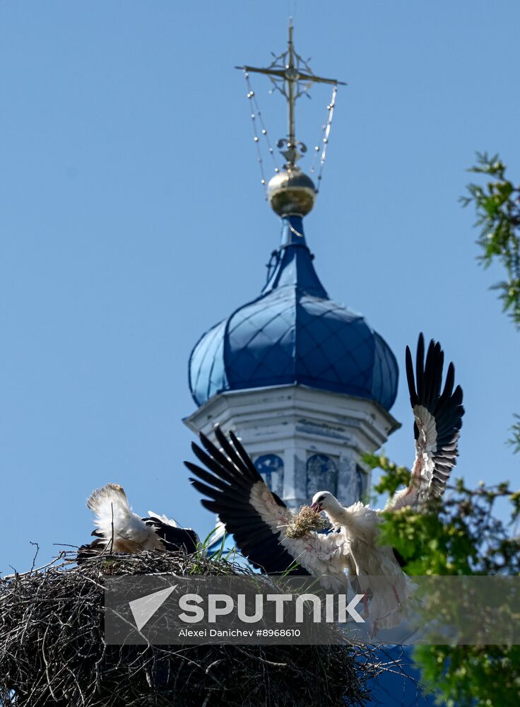 Russia Wildlife Storks