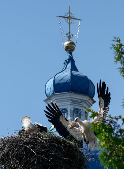Russia Wildlife Storks