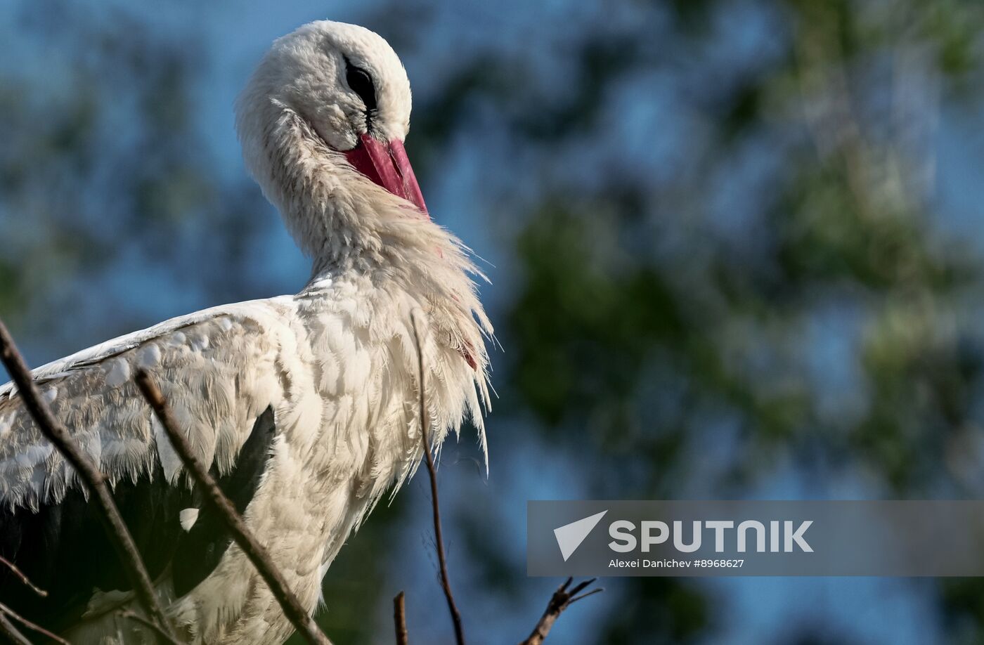 Russia Wildlife Storks
