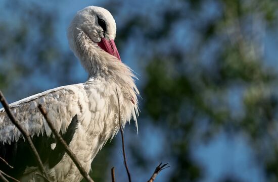 Russia Wildlife Storks