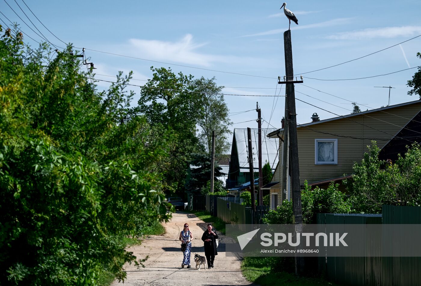 Russia Wildlife Storks
