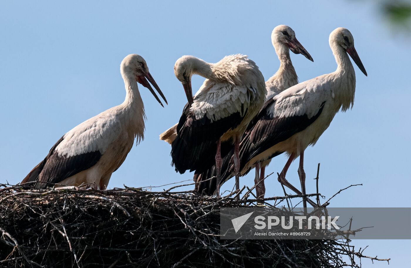 Russia Wildlife Storks