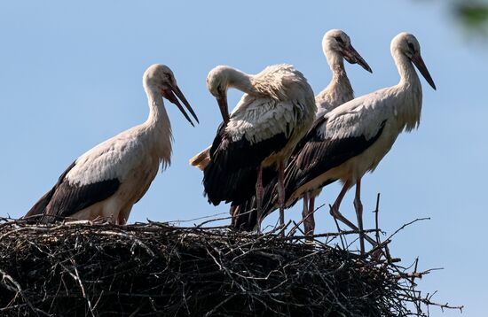 Russia Wildlife Storks