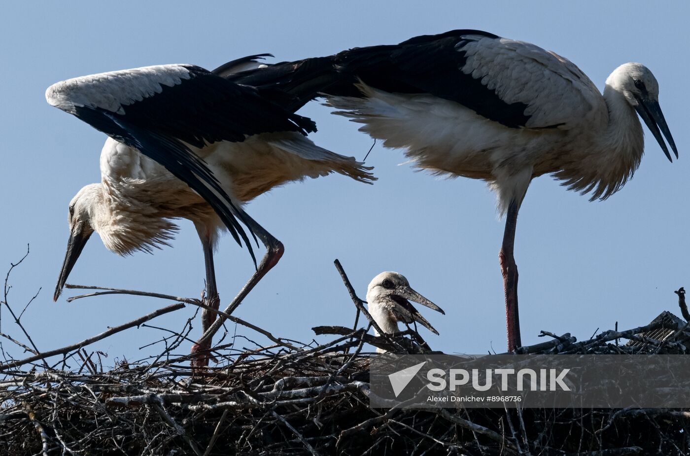 Russia Wildlife Storks