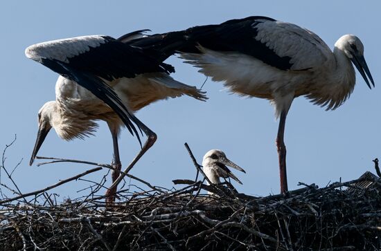 Russia Wildlife Storks