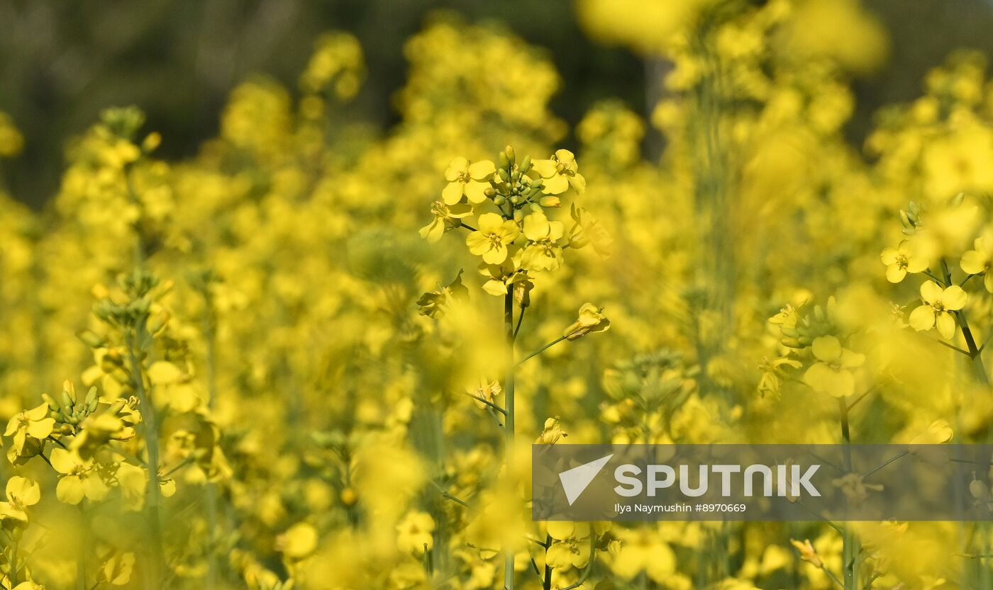Russia Agriculture Grain Crops