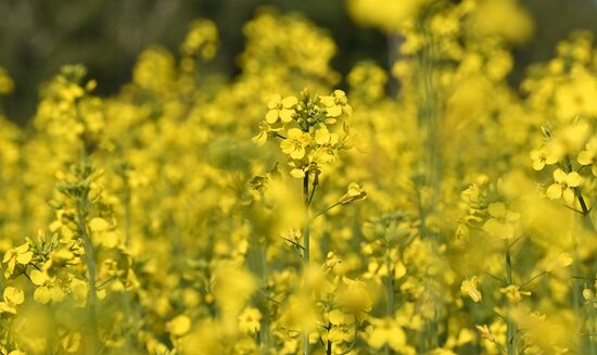 Russia Agriculture Grain Crops