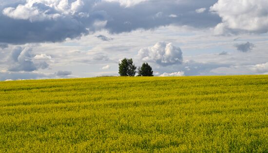 Russia Agriculture Grain Crops