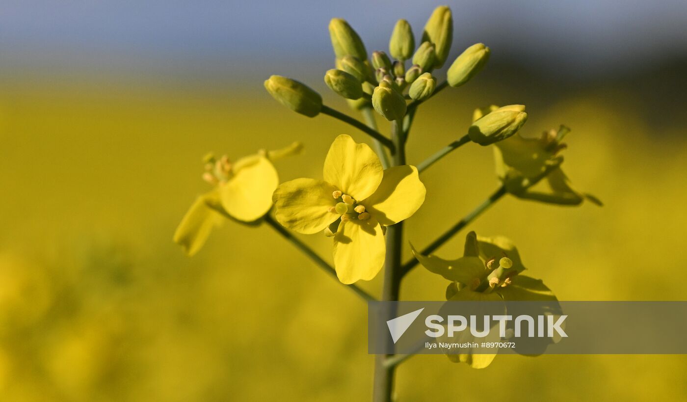 Russia Agriculture Grain Crops