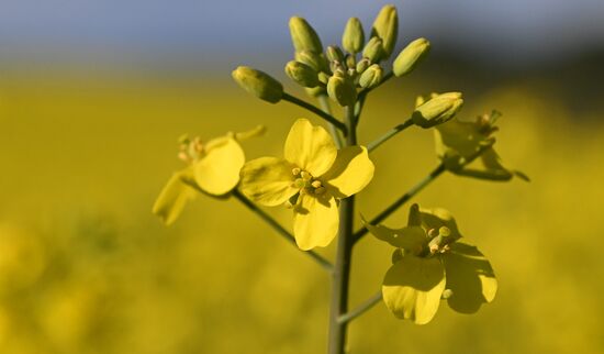 Russia Agriculture Grain Crops