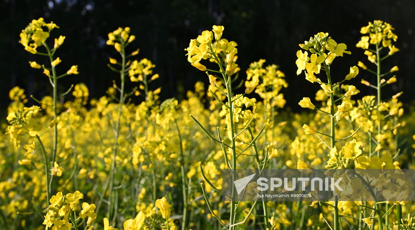 Russia Agriculture Grain Crops