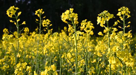 Russia Agriculture Grain Crops