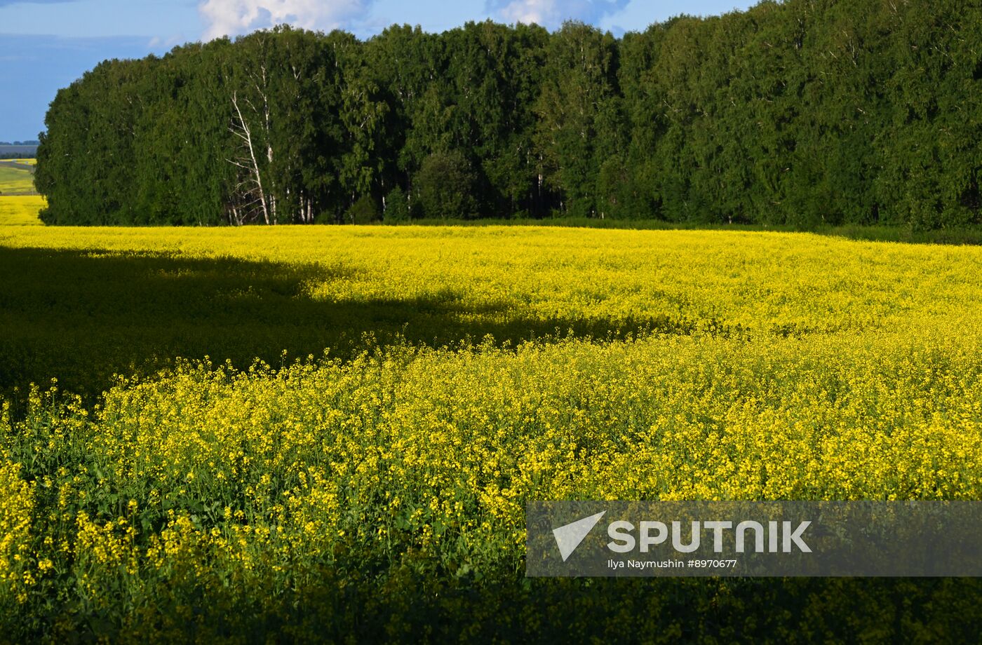 Russia Agriculture Grain Crops