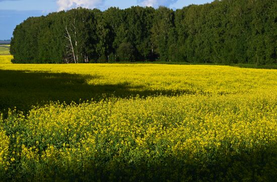 Russia Agriculture Grain Crops