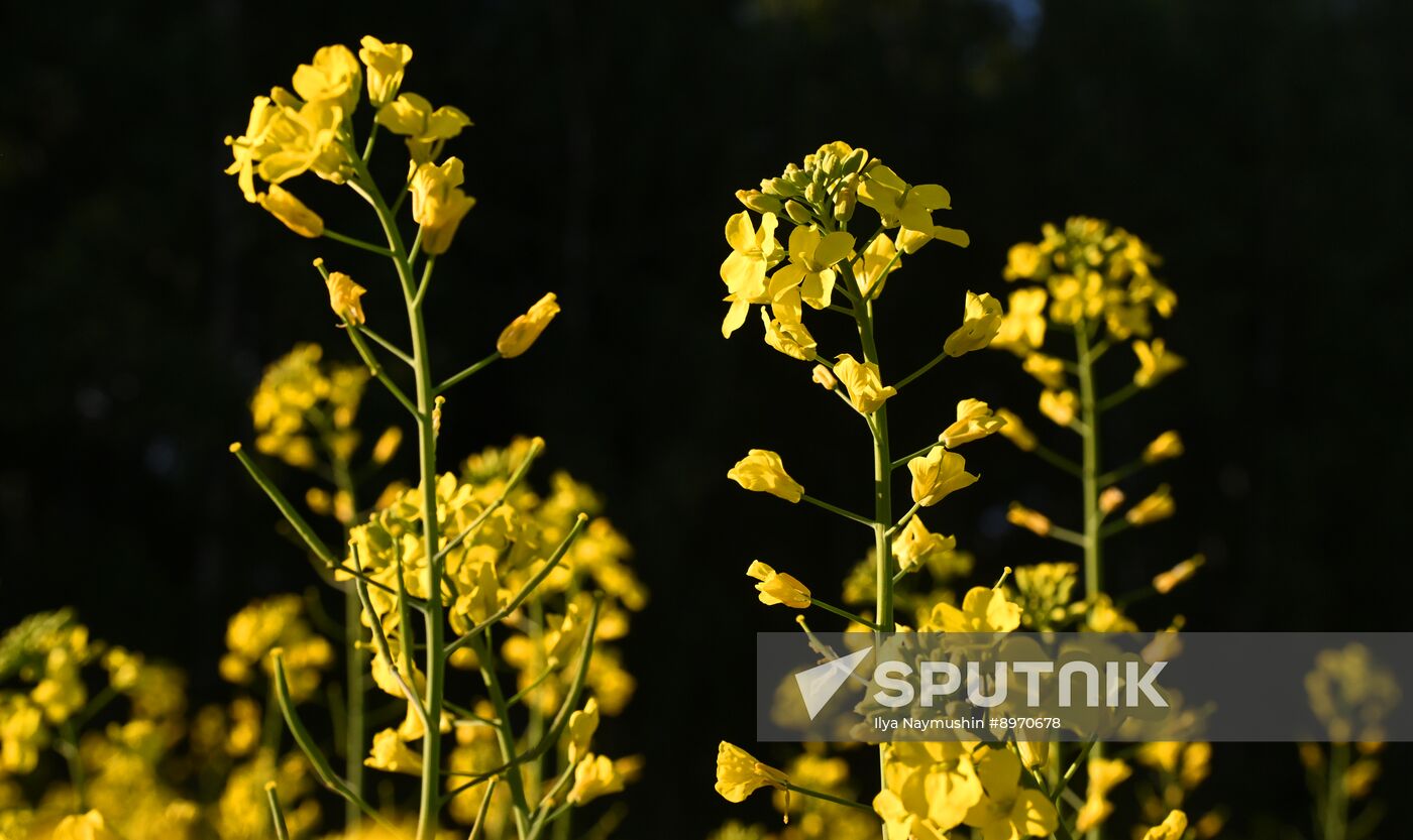 Russia Agriculture Grain Crops