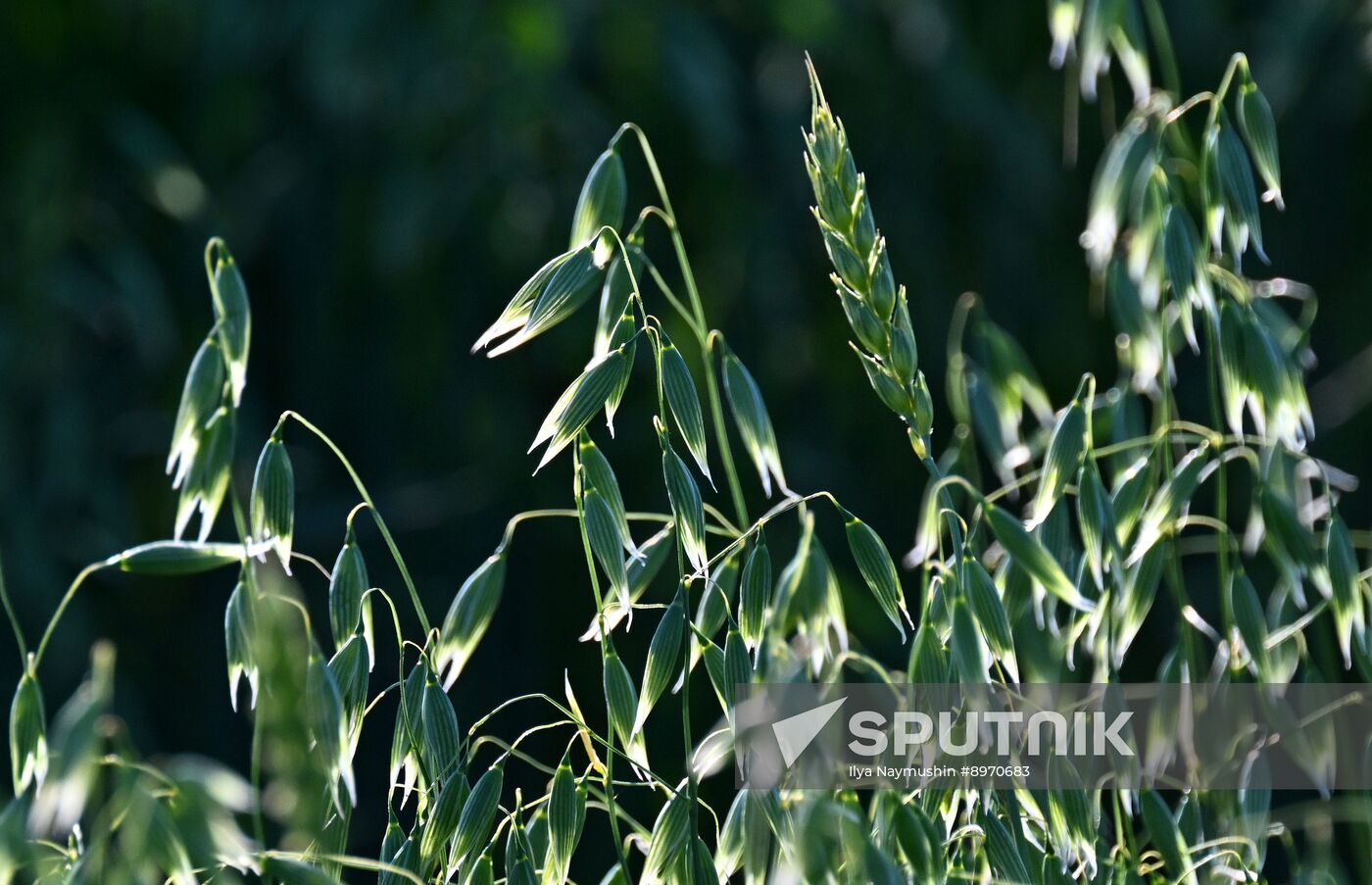 Russia Agriculture Grain Crops