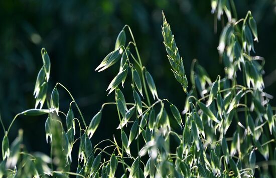 Russia Agriculture Grain Crops
