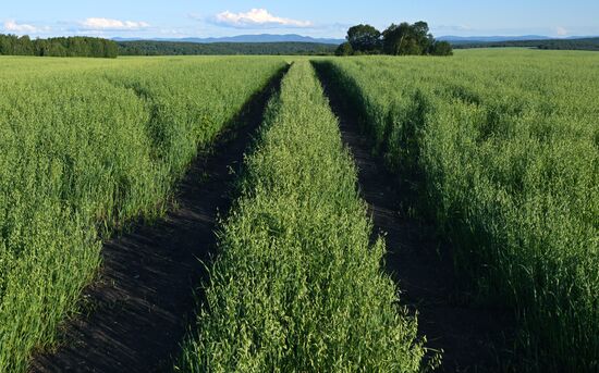 Russia Agriculture Grain Crops