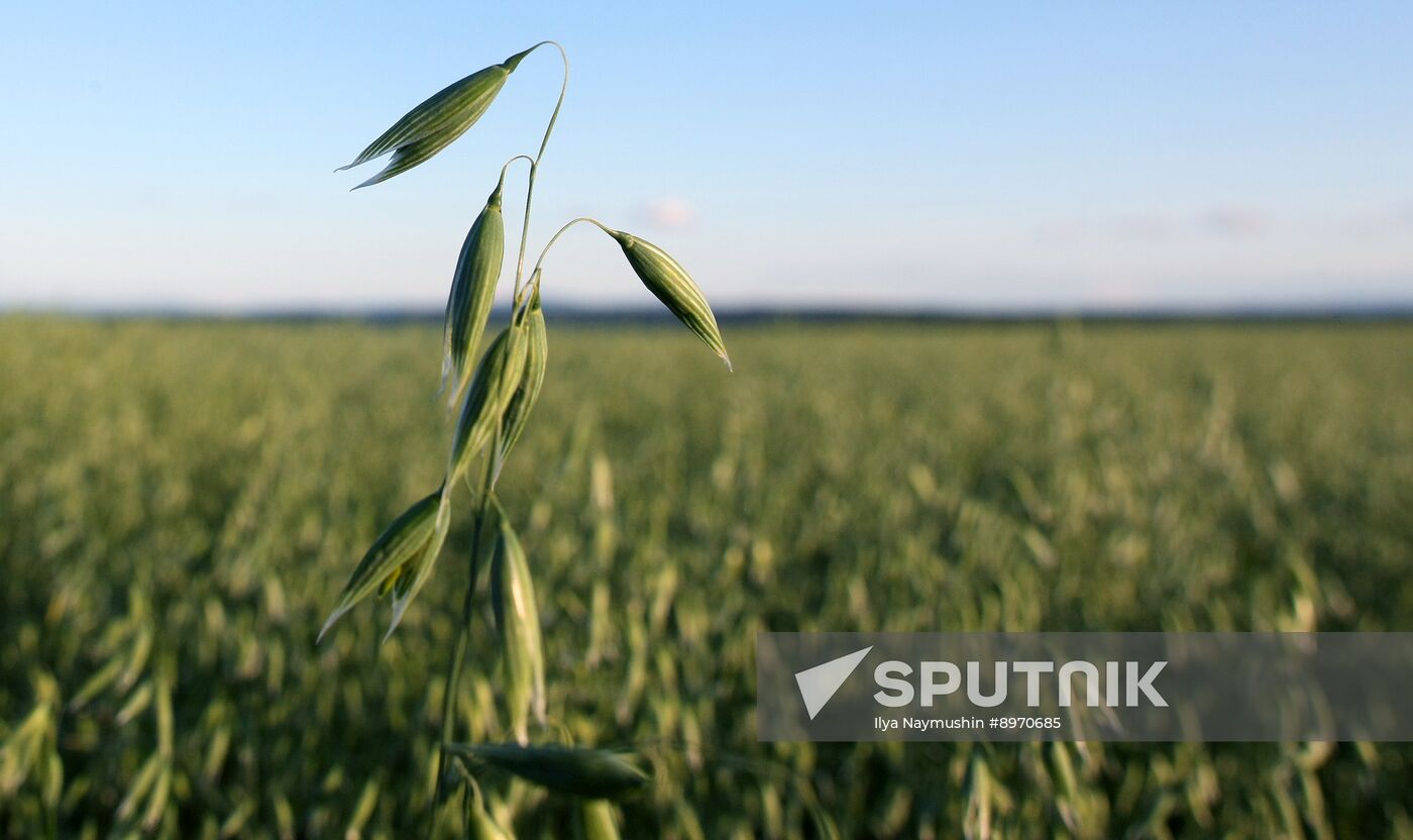 Russia Agriculture Grain Crops