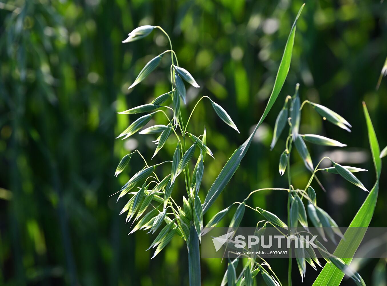 Russia Agriculture Grain Crops