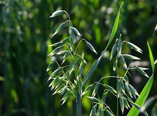 Russia Agriculture Grain Crops