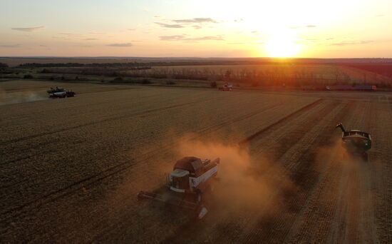 Russia Agriculture Wheat Harvesting