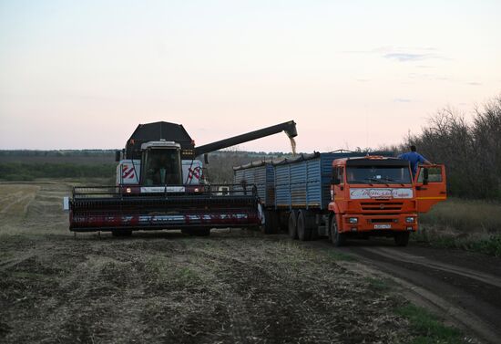 Russia Agriculture Wheat Harvesting