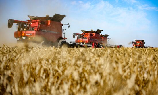 Russia Agriculture Wheat Harvesting