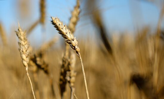 Russia Agriculture Wheat Harvesting
