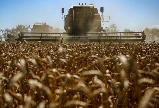 Russia Agriculture Wheat Harvesting
