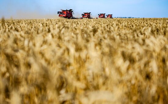 Russia Agriculture Wheat Harvesting