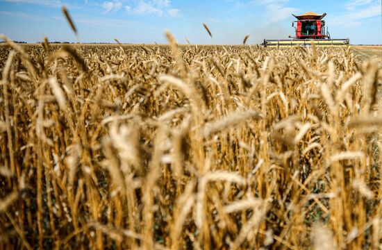 Russia Agriculture Wheat Harvesting