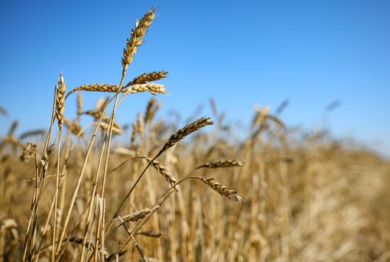 Russia Agriculture Wheat Harvesting