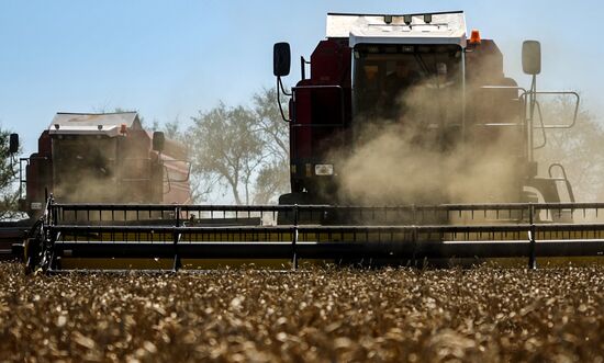 Russia Agriculture Wheat Harvesting
