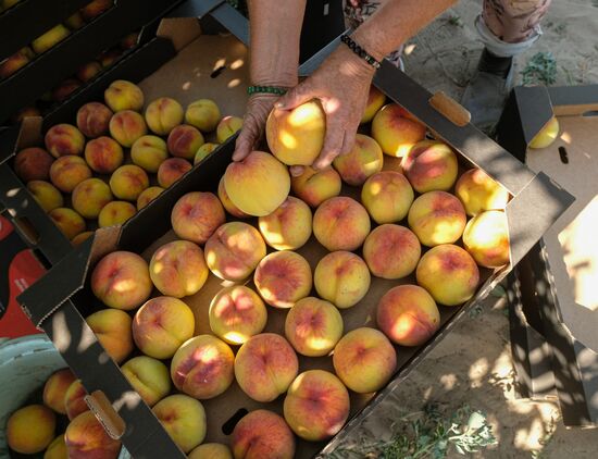 Russia Agriculture Peaches Harvesting