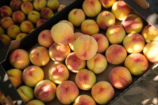 Russia Agriculture Peaches Harvesting